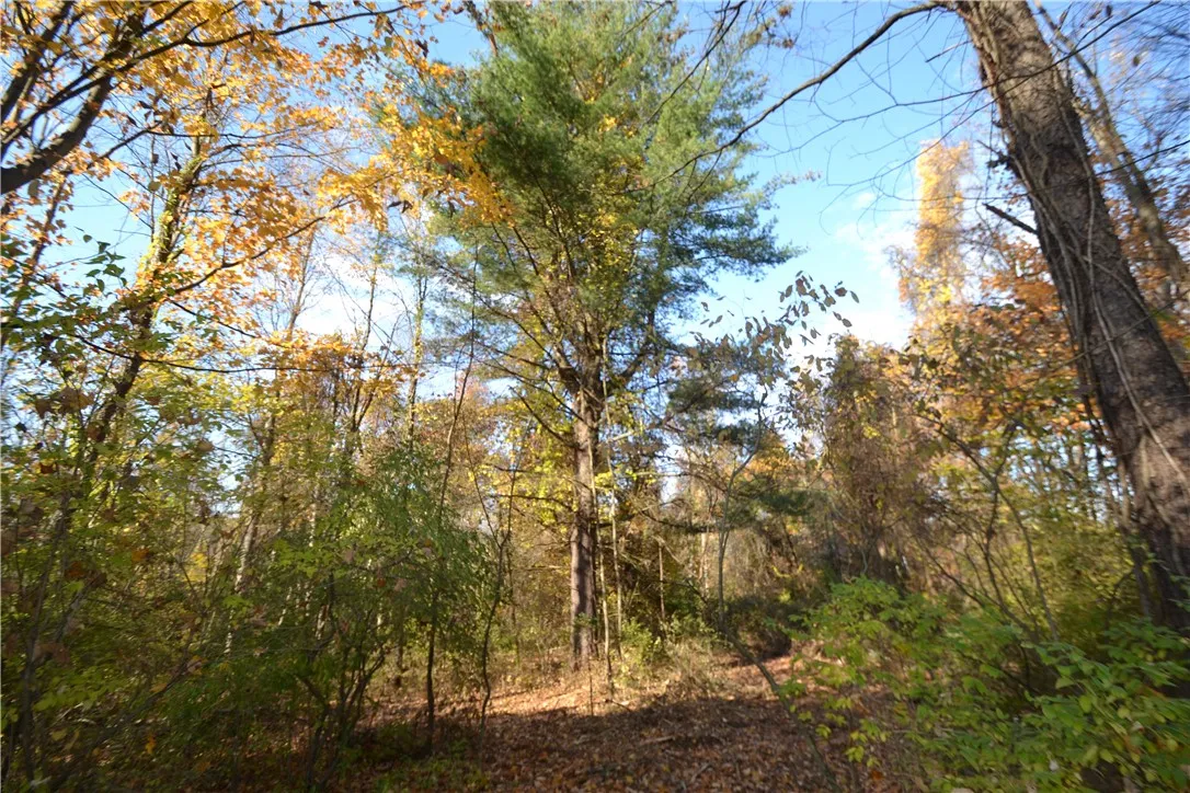 Huge Pine