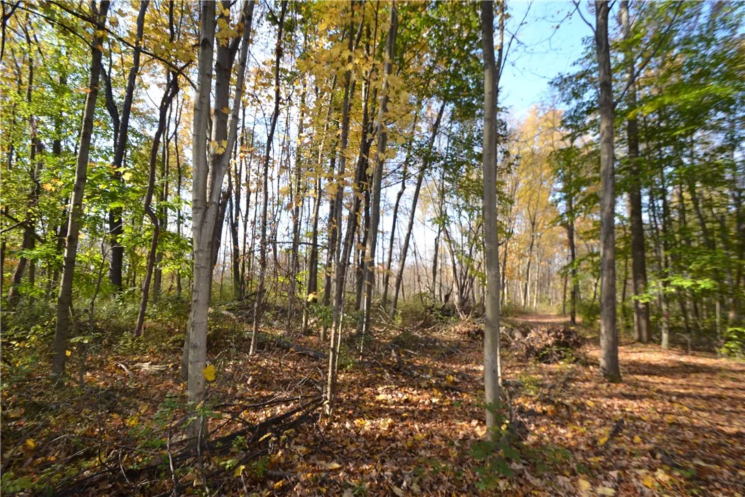 mixed hardwoods