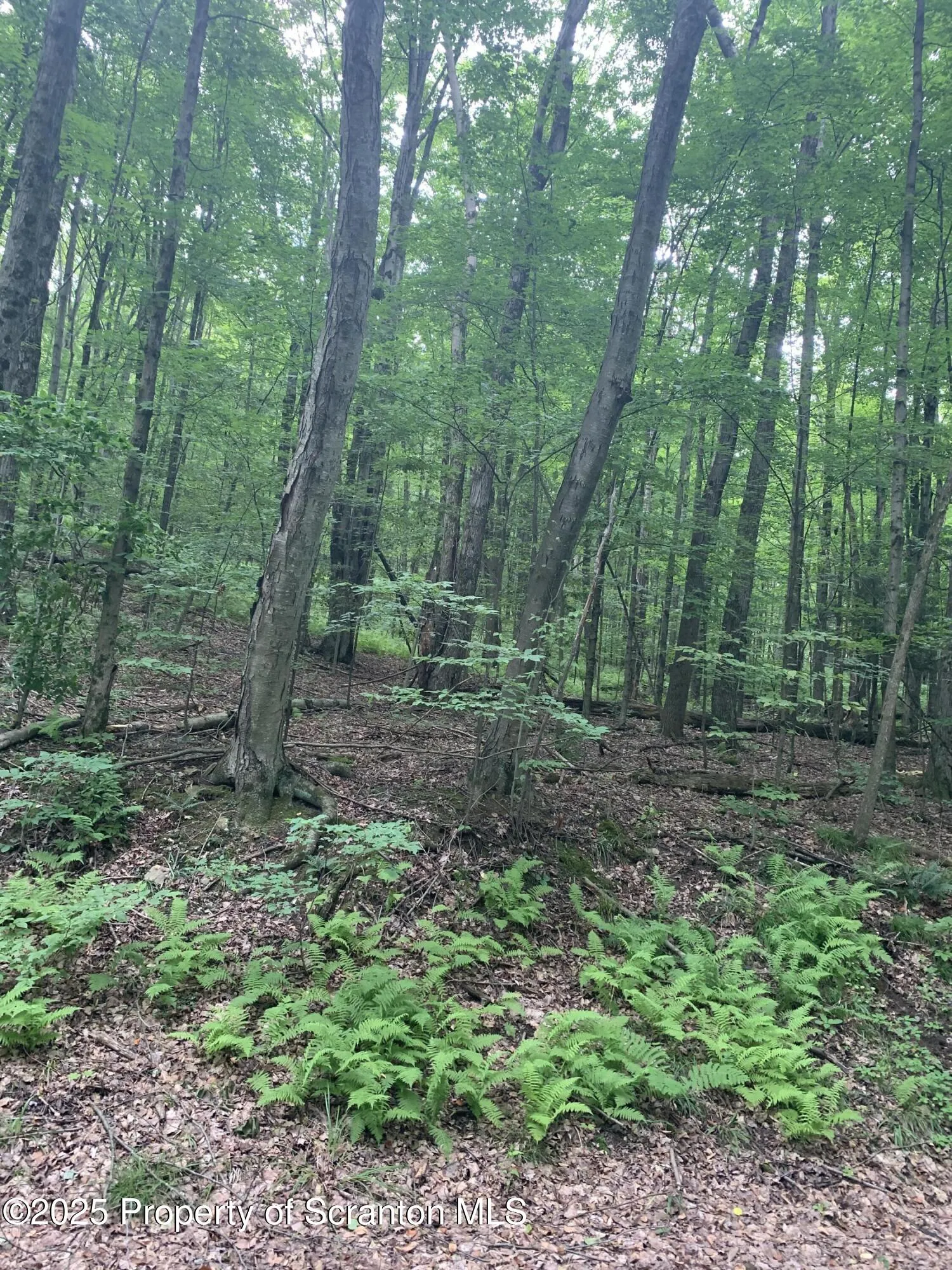0 Butterfield Road, New Milford, Pennsylvania 18834, ,Land,For Sale,Butterfield Road,SC253143