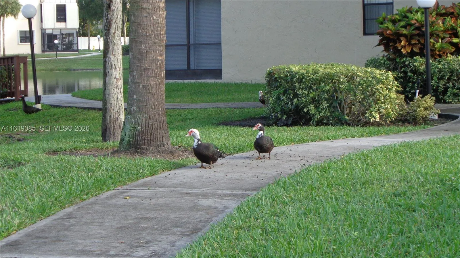 New neighbors