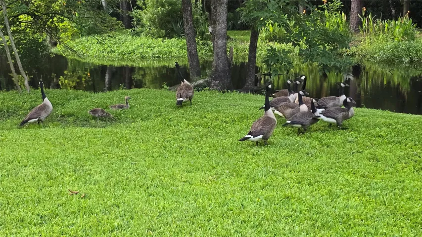 Semiprivate lake shared with one neighbor. A true wildlife sanctuary.