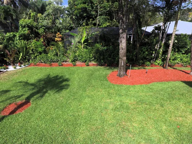 Back yard 1