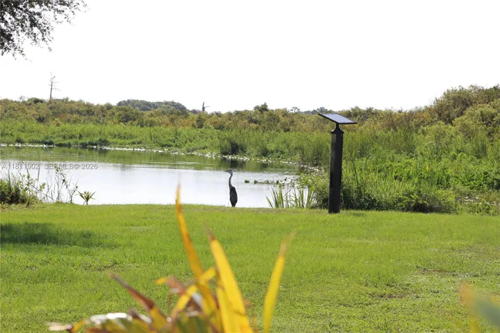 Blue Heron