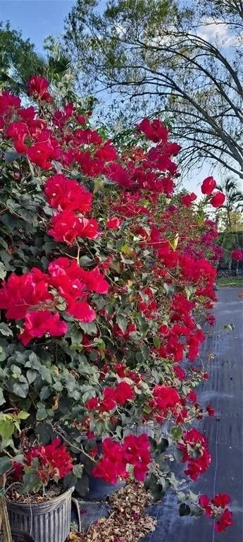 Property photo 49