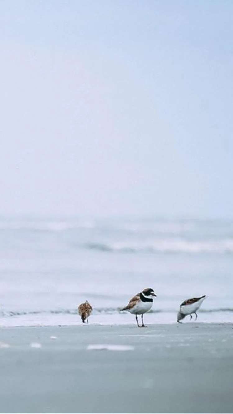 OCEAN