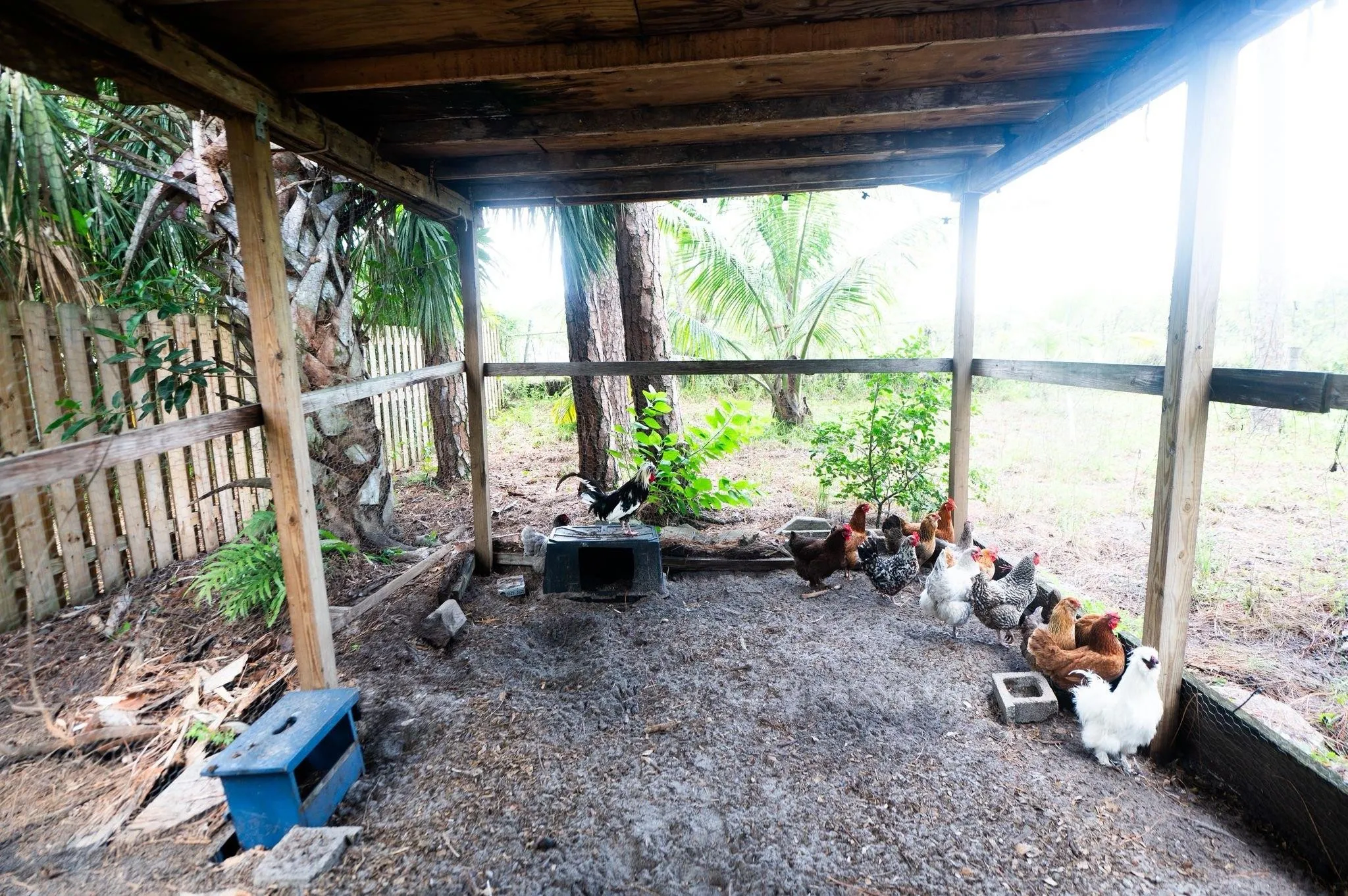 Chicken and Quail coop located on the property