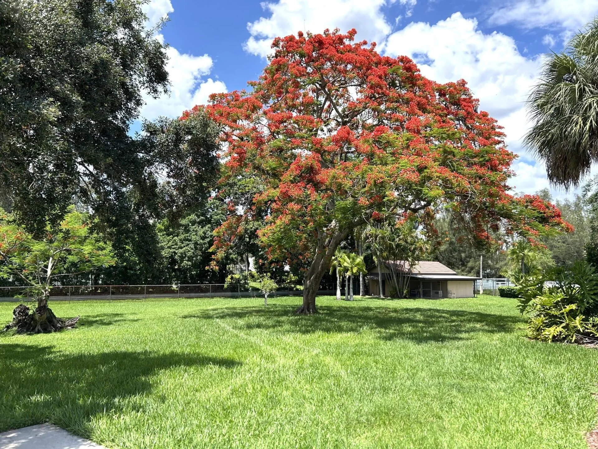 6200​​‌​​​​‌​​‌‌​‌‌​​​‌‌​‌​‌​‌​​​‌​​ tree