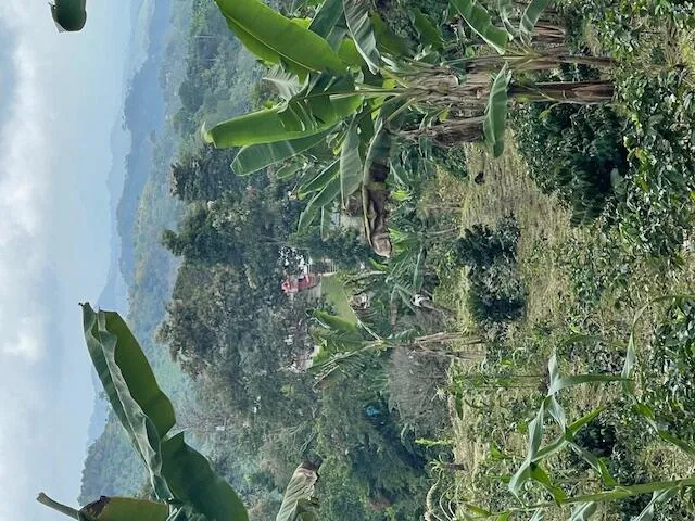 Finca view