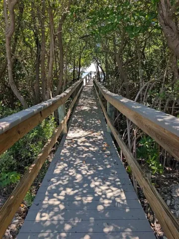 boardwalk trees