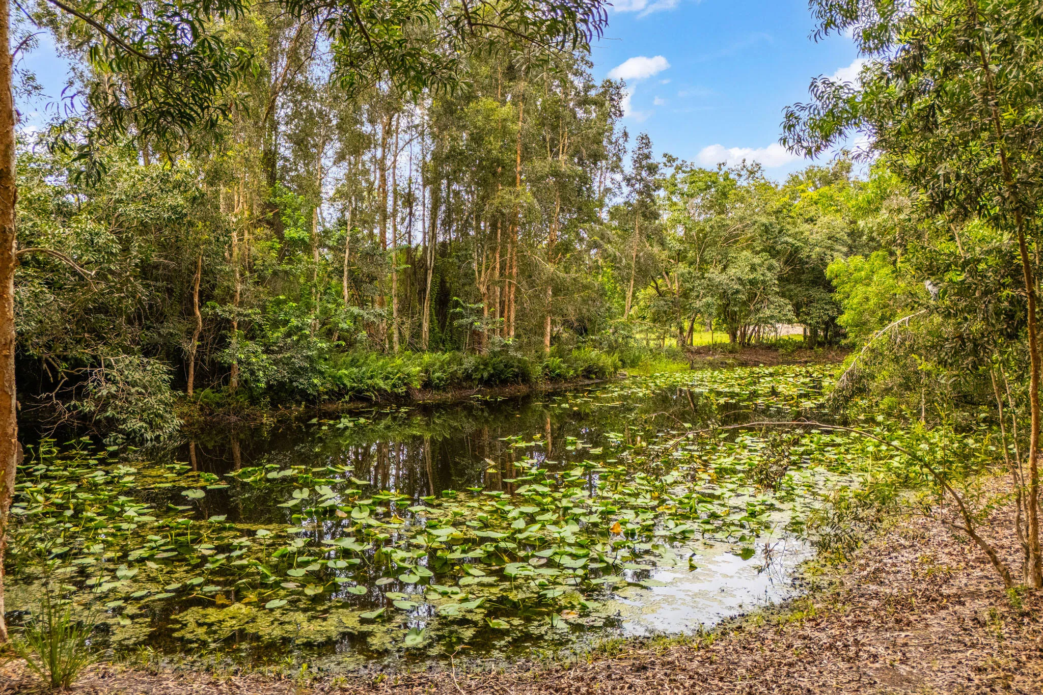 Fishing Pond