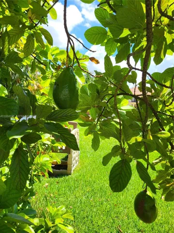 Avocado tree