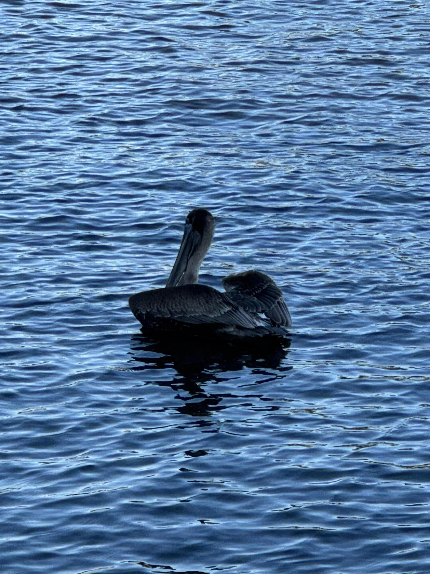 Snug pelican