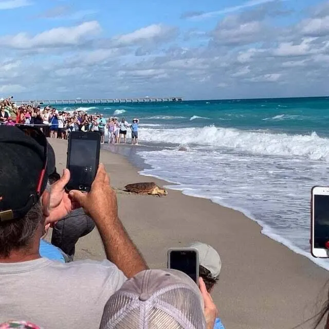 Loggerhead turte realese on Juno Beach,