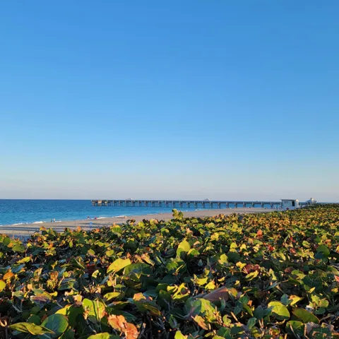 View of Juno Pier