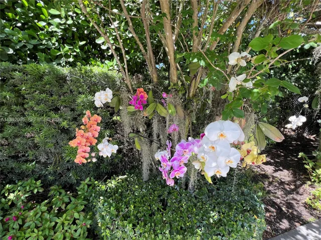 Gorgeous orchid variety all throughout the trees surround the property.