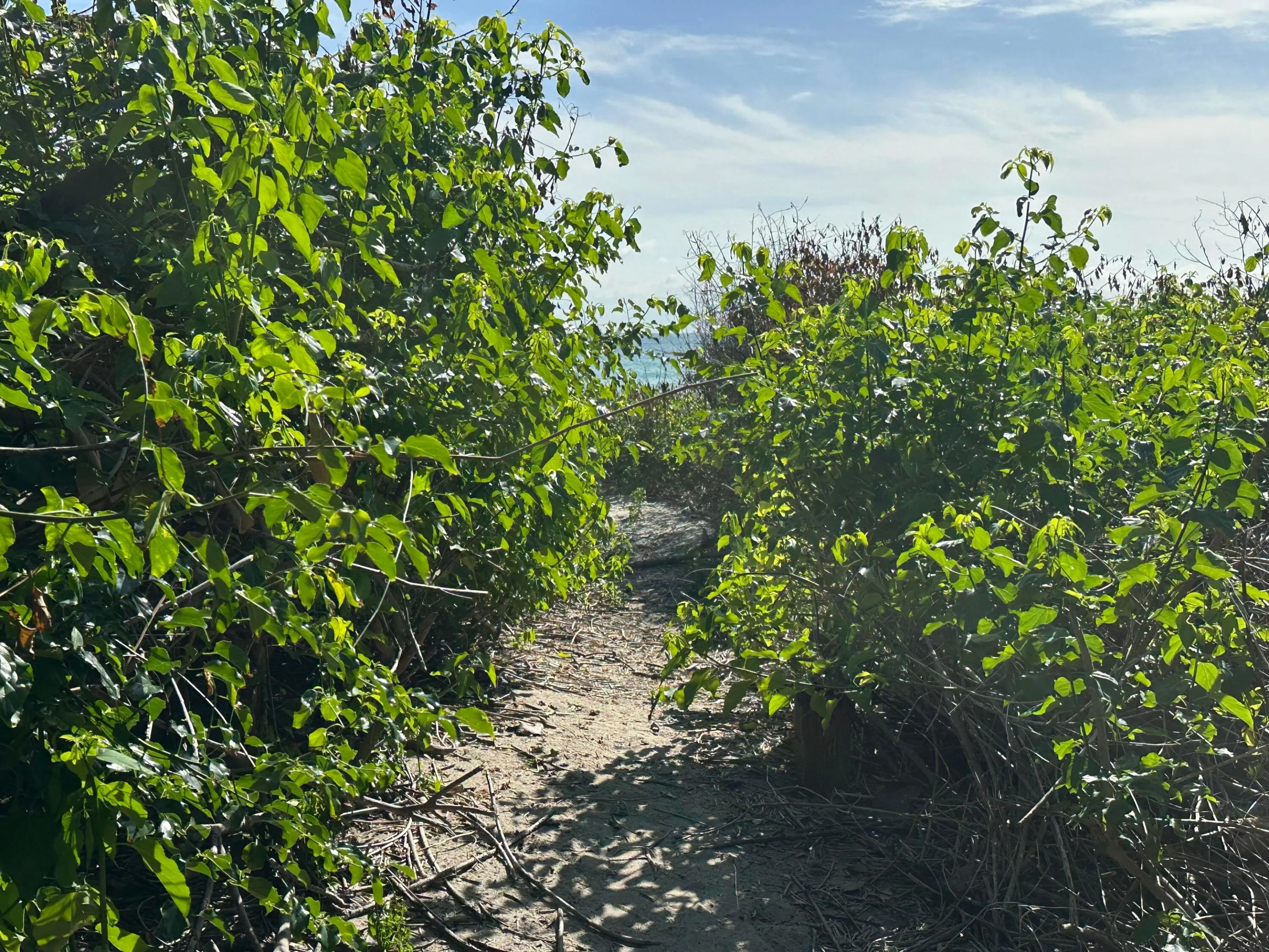 BEACH PATH