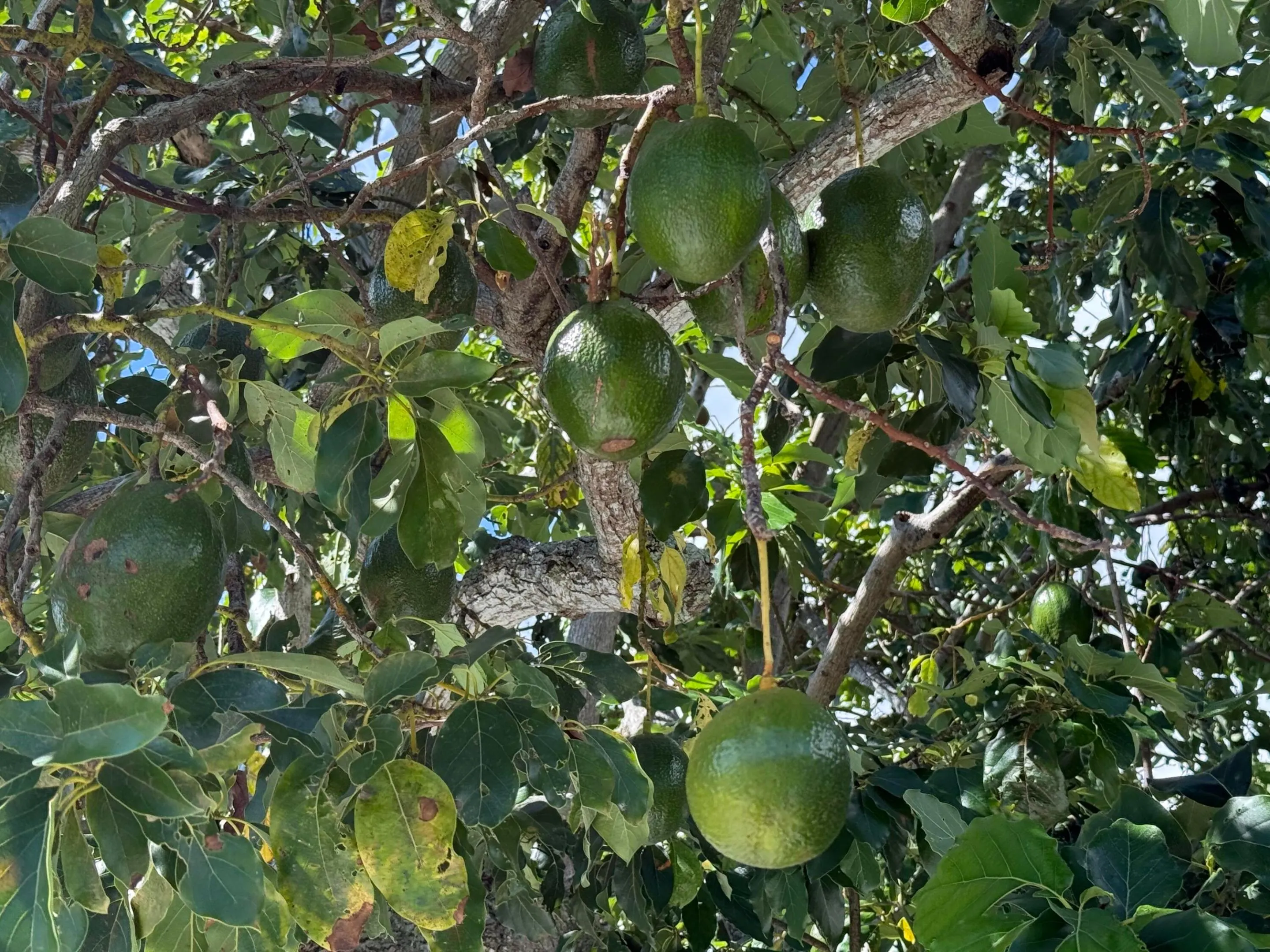 Great avocado tree. hundreds of avocados.