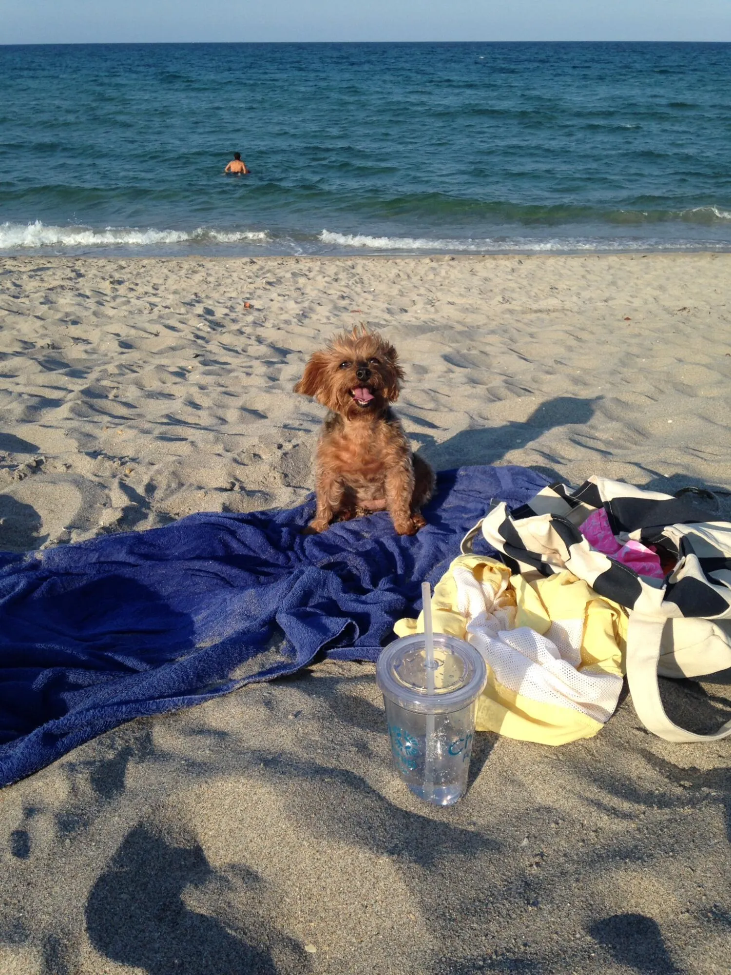 What are you waiting for? Marina Grand is very dog friendly.