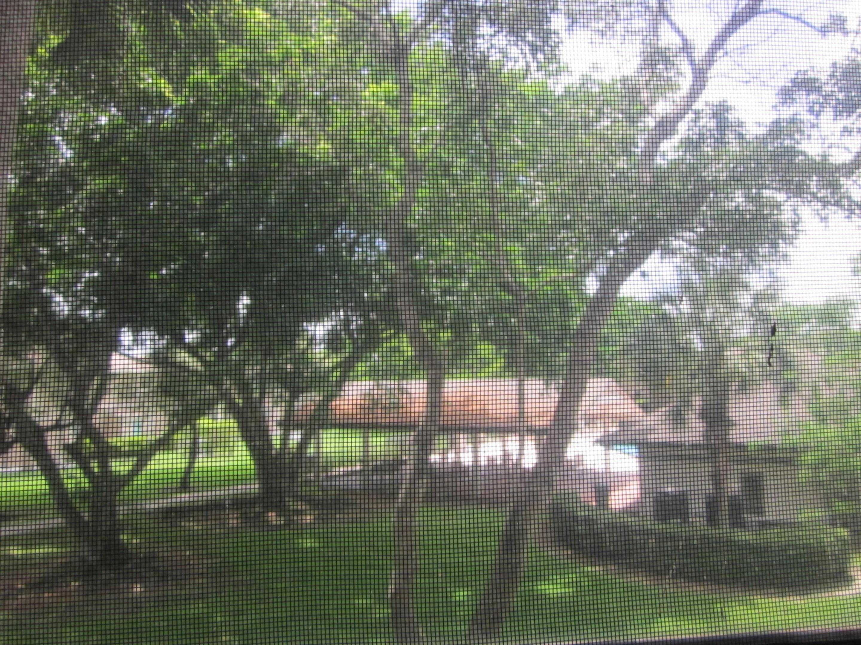 VIEW FROM PATIO