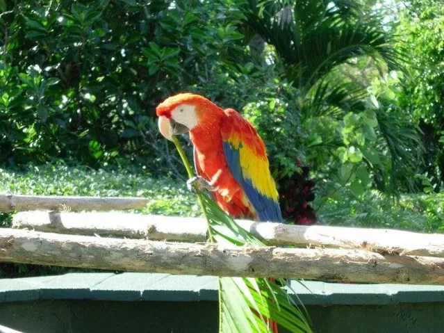 MASCOTT
