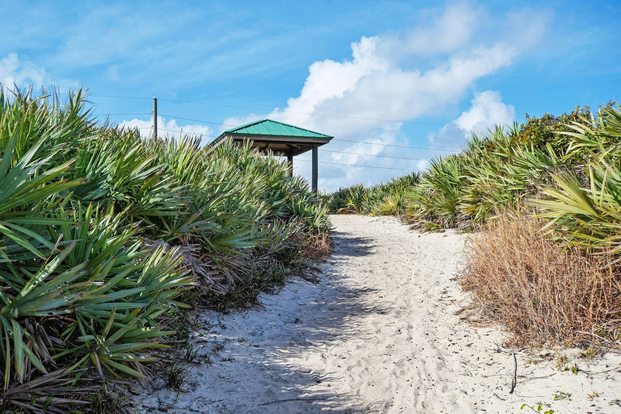LoggerheadPark01