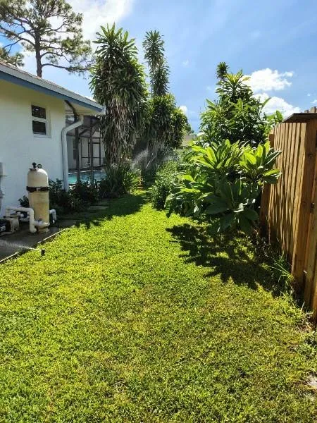 Back Yard 3