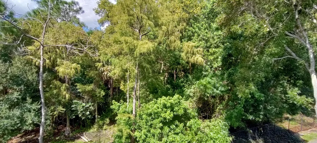 Nature View