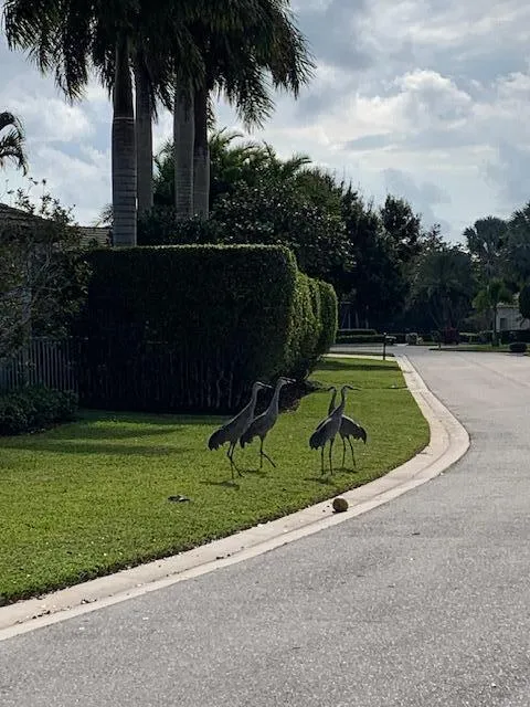 Wildlife Neighbors