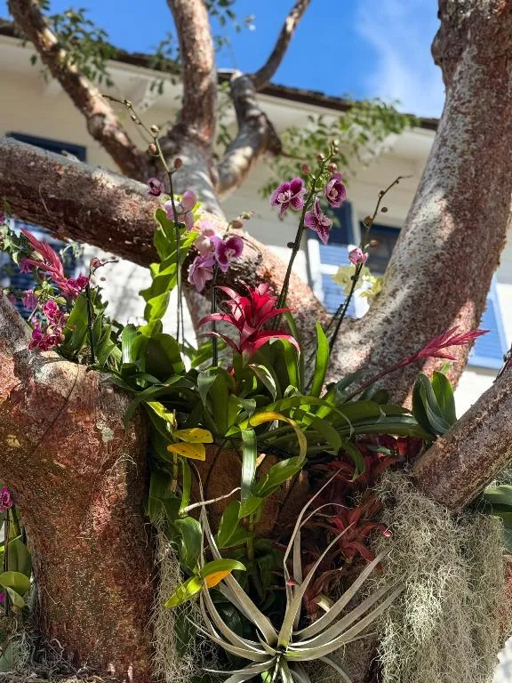 Orchids & Gumbo Limbo