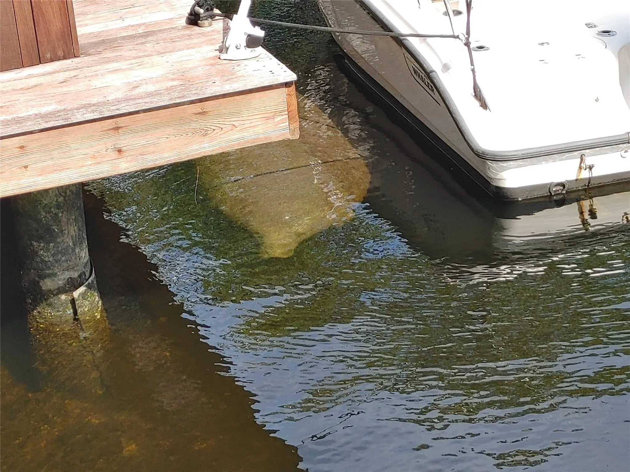 Enjoy Florida's wildlife, don't ride the manatees.