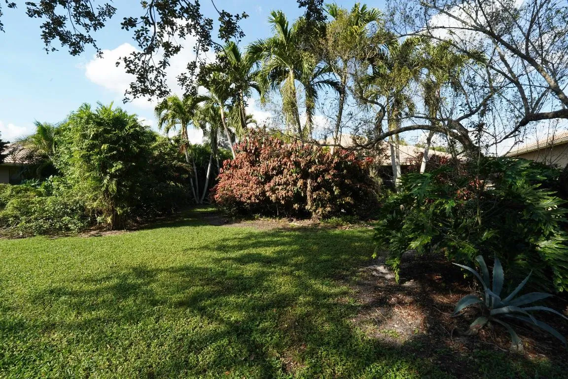 back yard 2