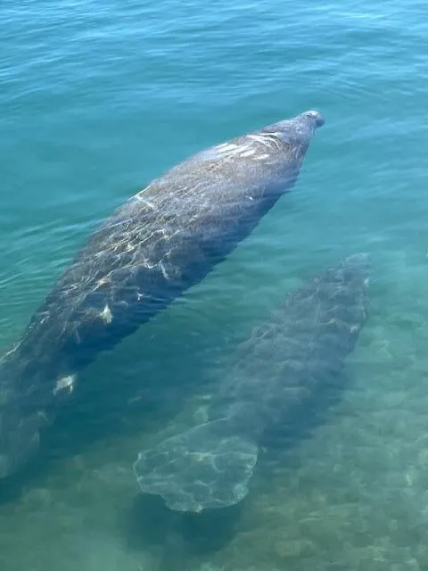Manatees come in the winter