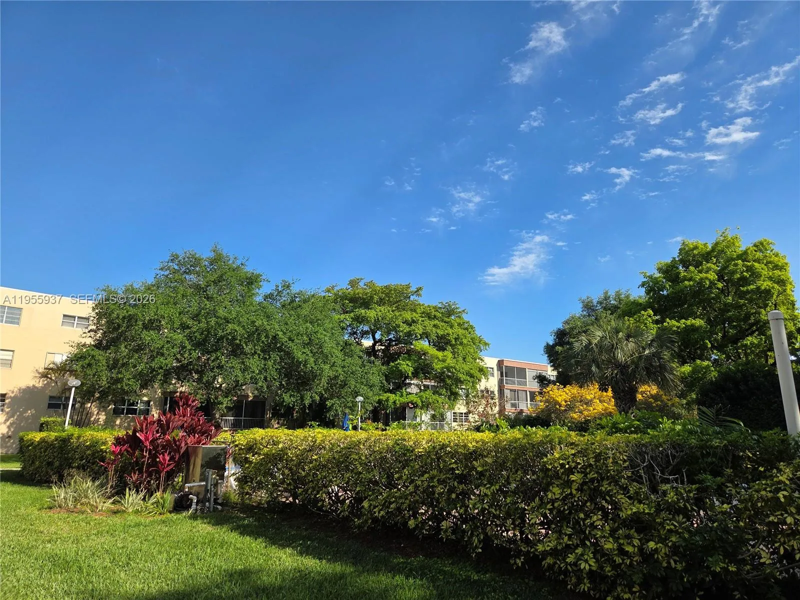 privacy hedge around pool