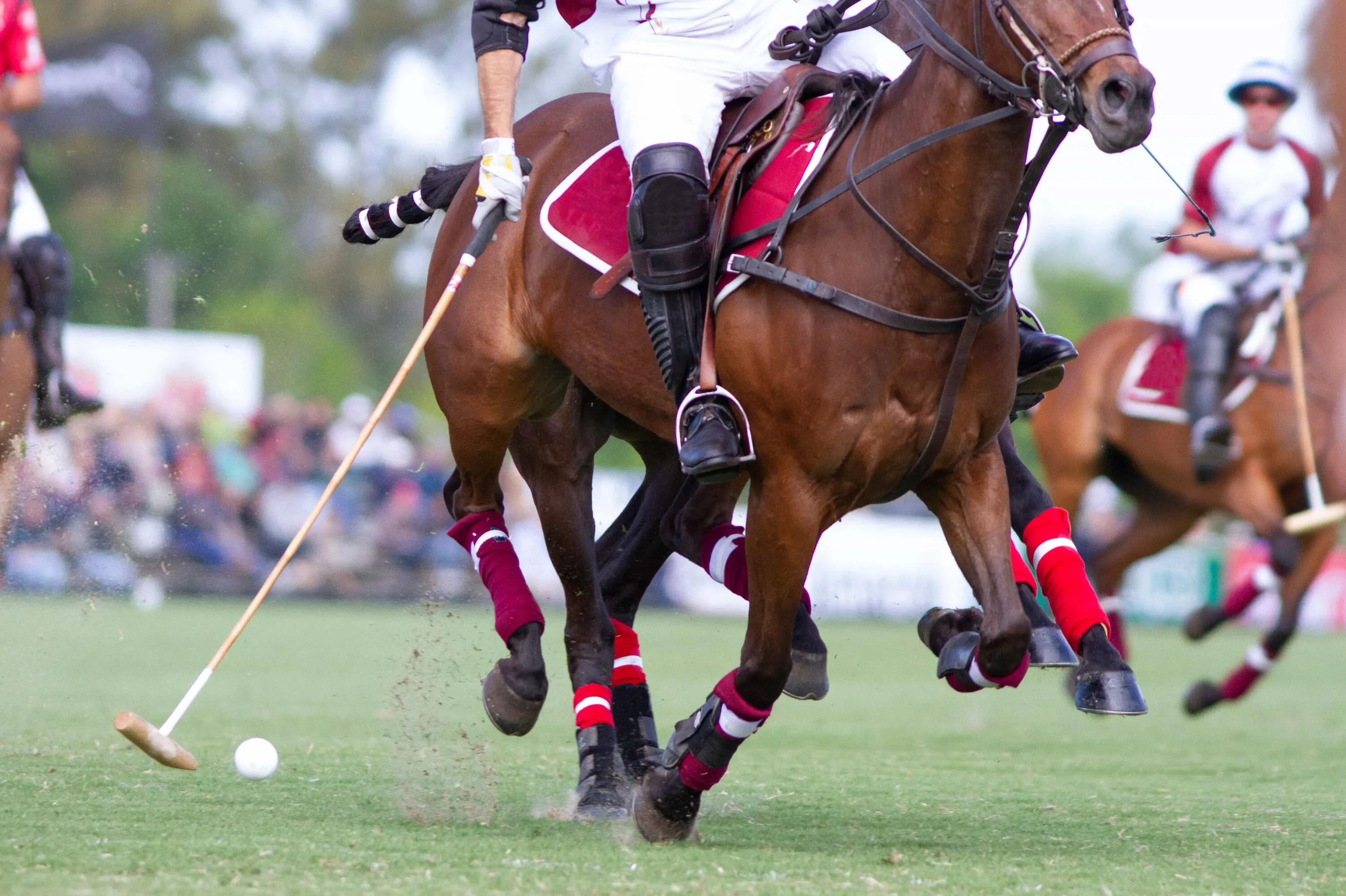 Wellington Polo