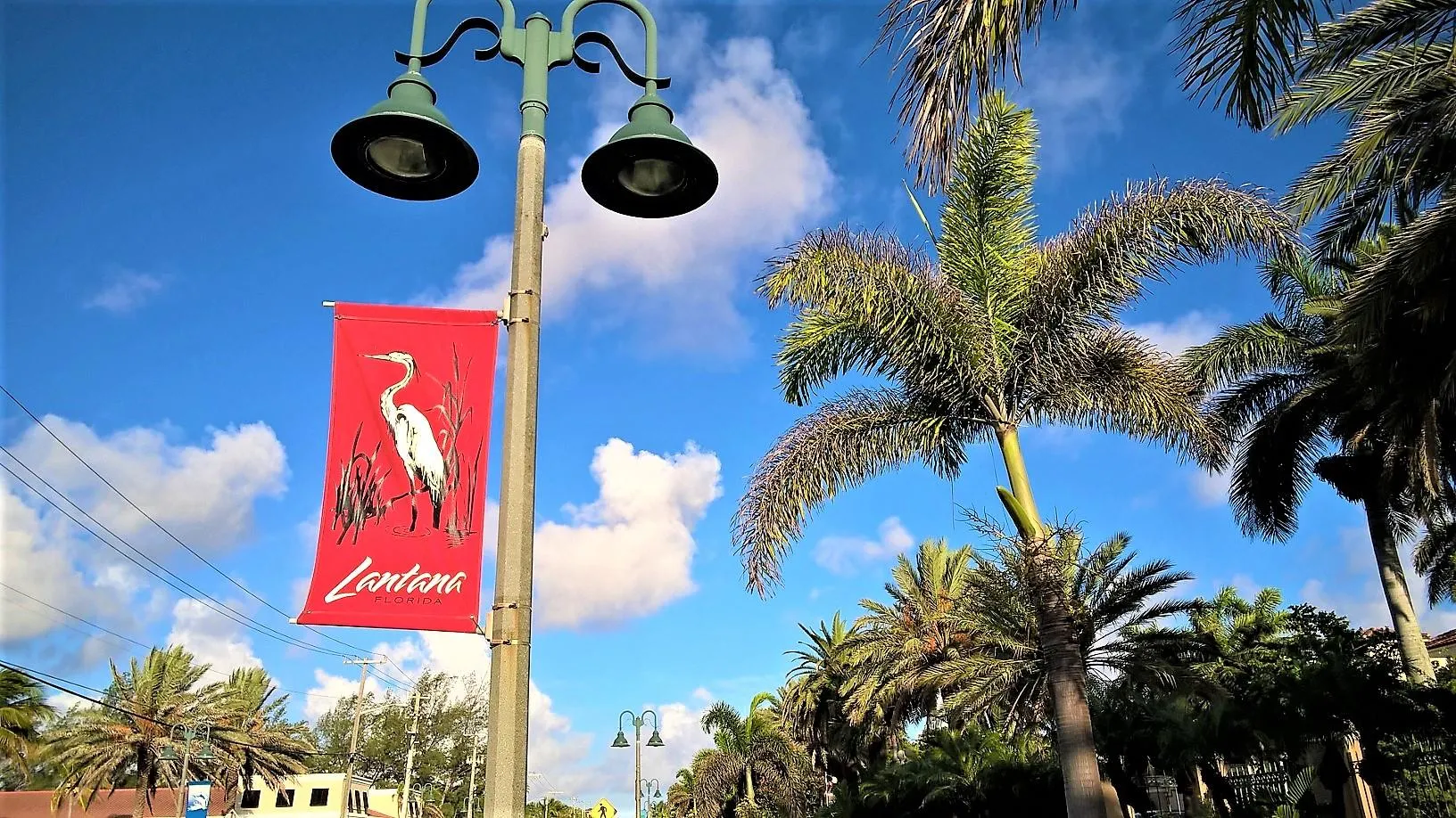 lantana banner