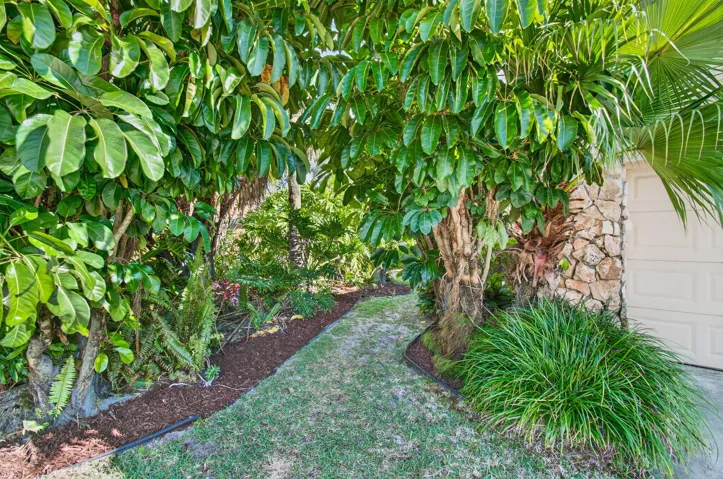Tropical Oasis