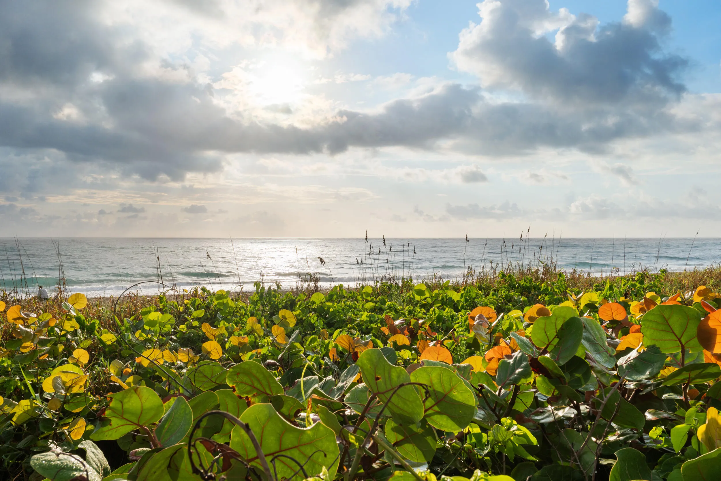 55_pb stock - beach, ocean, seagrapes 2