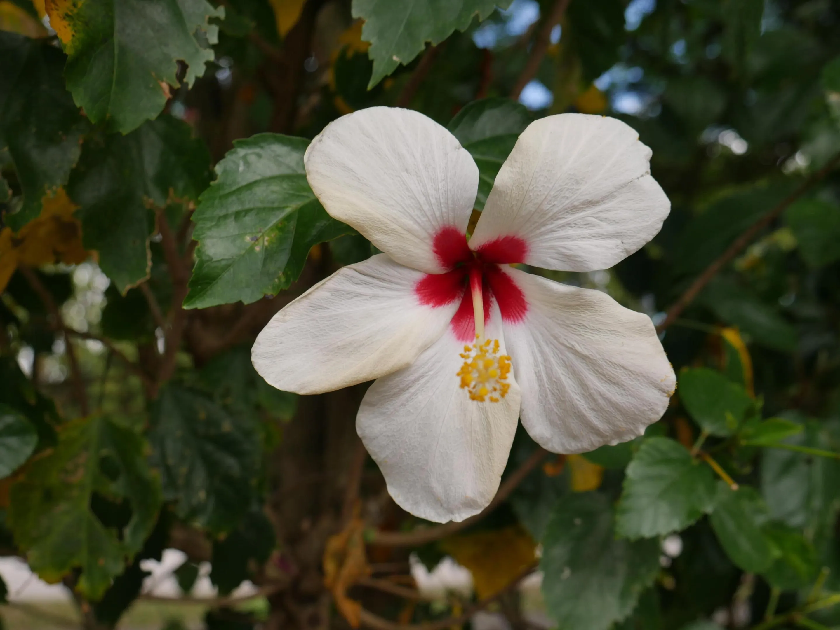 Hibiscus