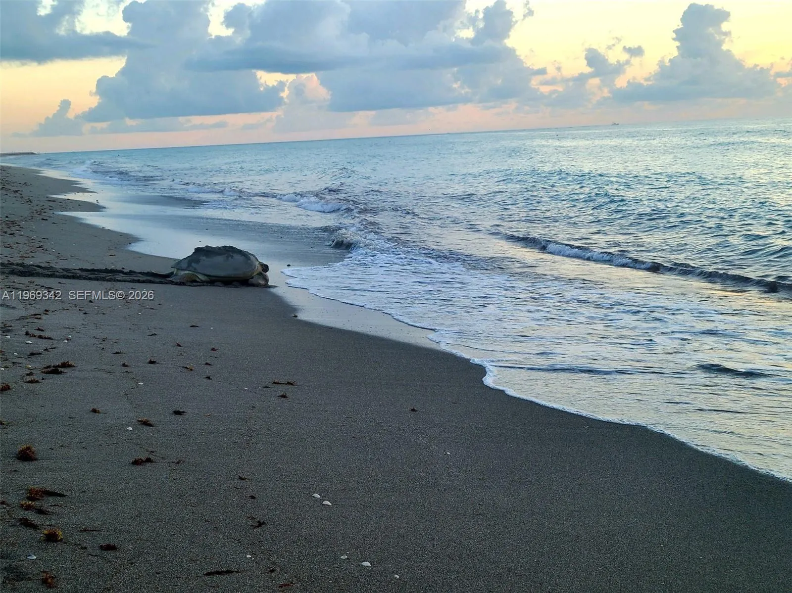 Loggerhead Turtle on Jupiter Beach
