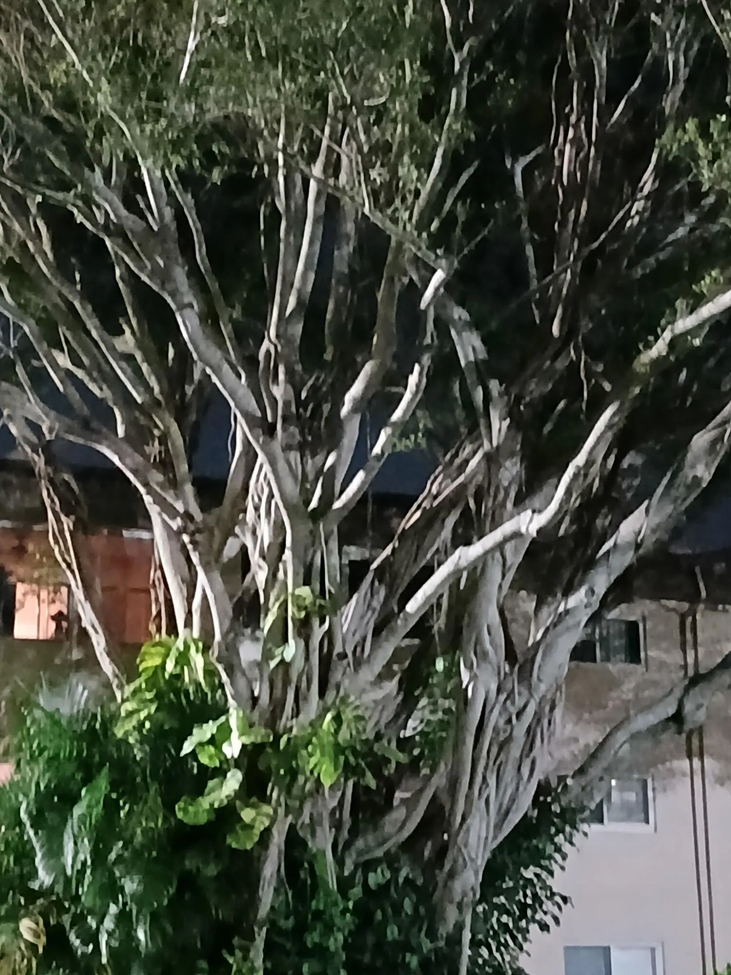 Tree at night