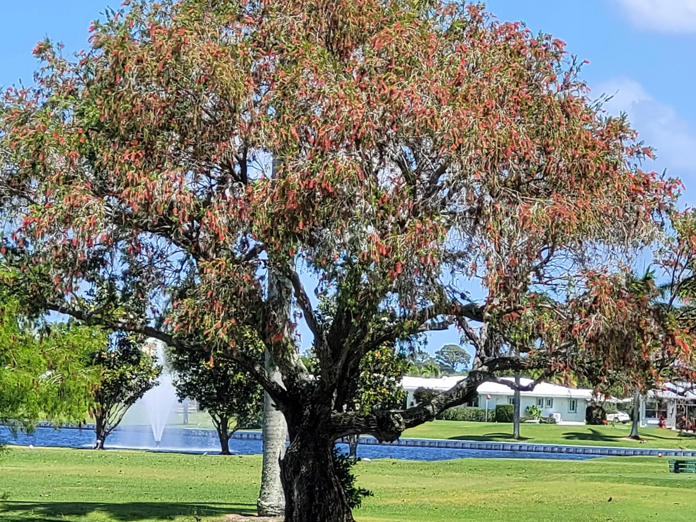 Beautiful water fountain in the lake view from golf course.