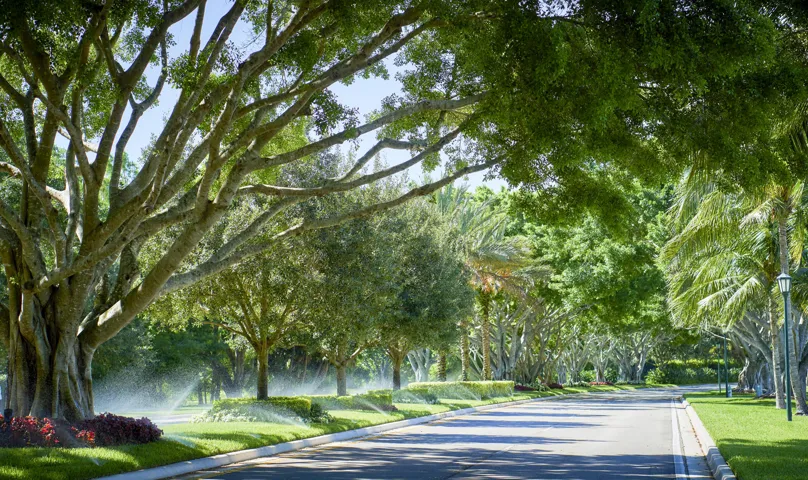 Ibis Blvd.