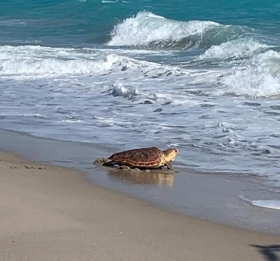 Loggerhead turte realese on Juno Beach,