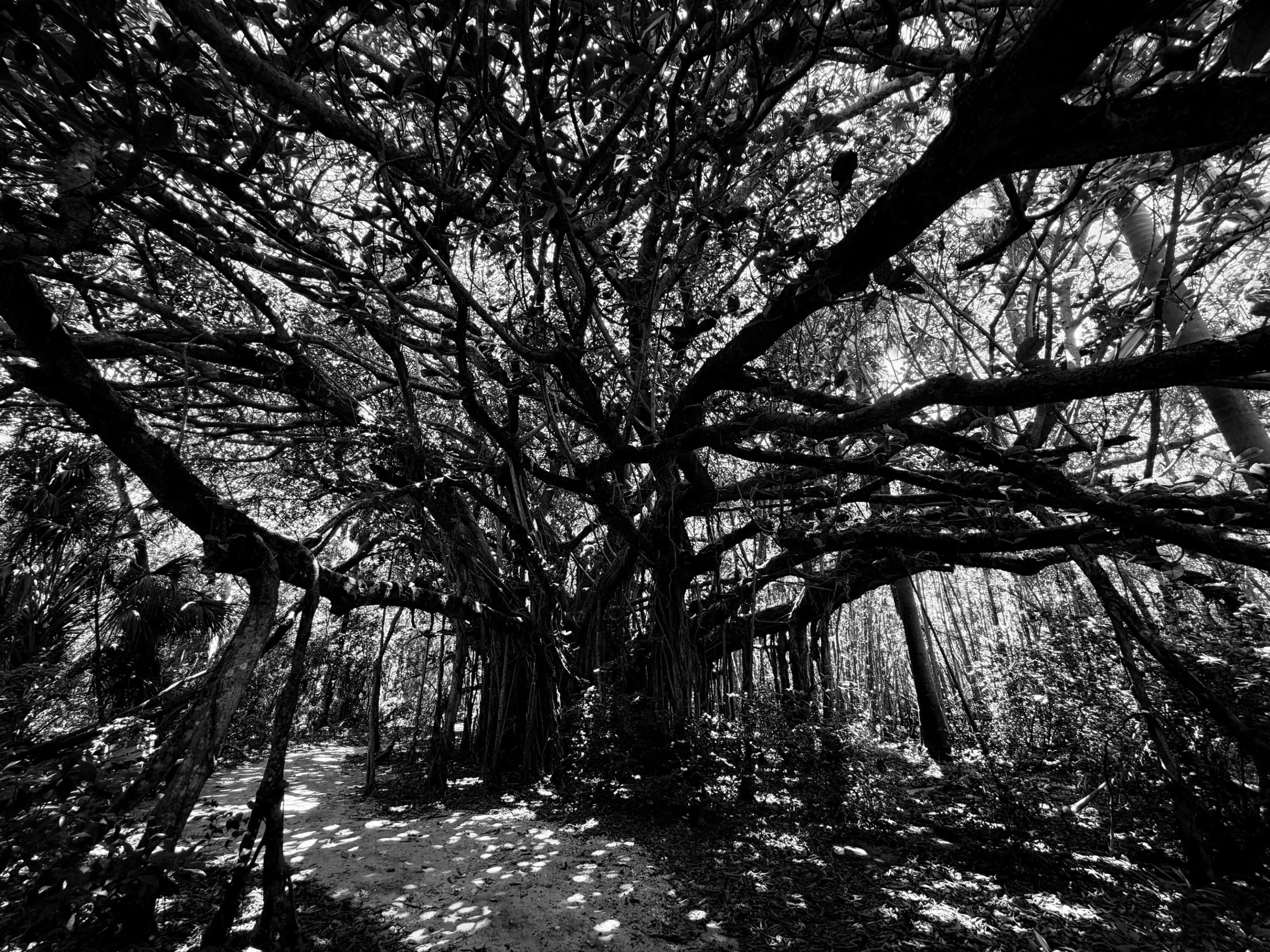Banyan trees older than us @ Birch State Park.
