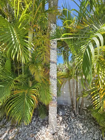 Now for the beautiful resort backyard totally private with a decorative concrete wall!
