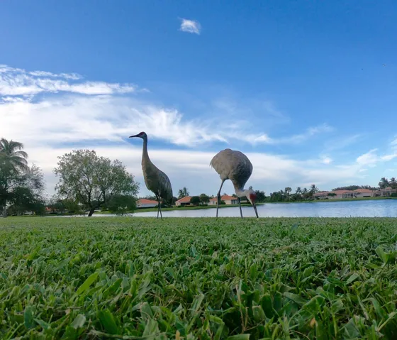 Birds