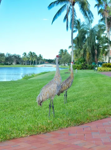 Birds