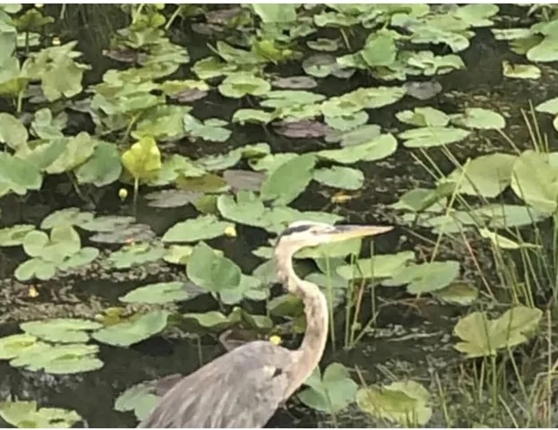 Nature