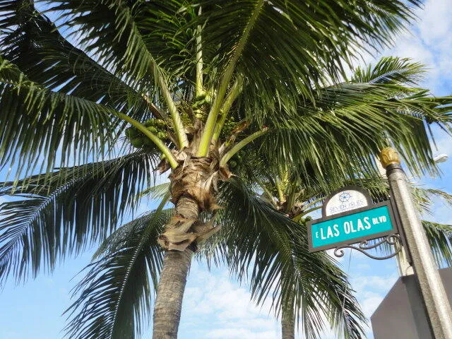 Swayng Palms