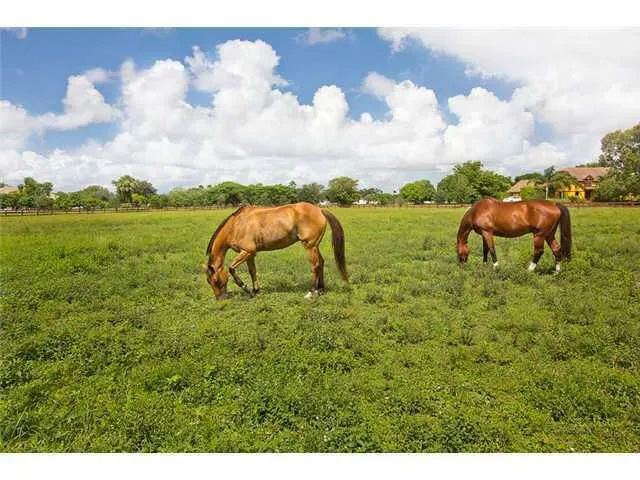 Horse Heaven